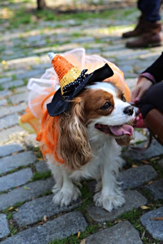 15012340583_96304dc731_b