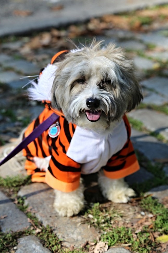 15446436068_3d10537a51_b