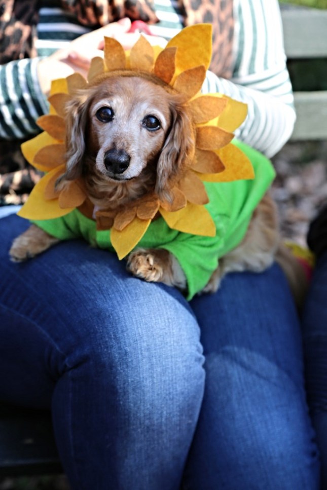 15446997090_42ef84a639_b