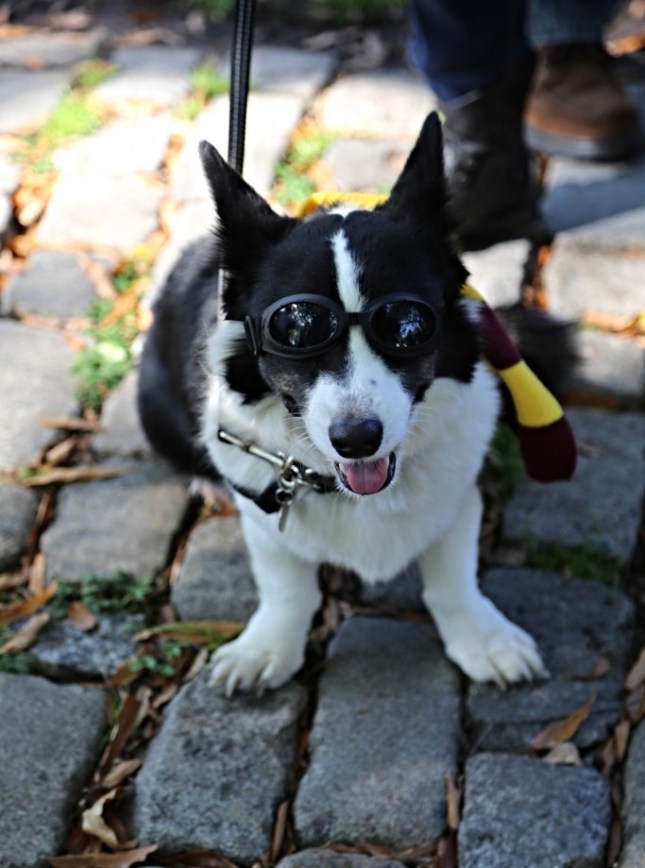 15608886236_bea0f4c40b_b